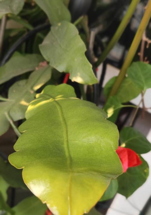 昙花需要什么养分？如何正确施肥促进昙花盛开？
