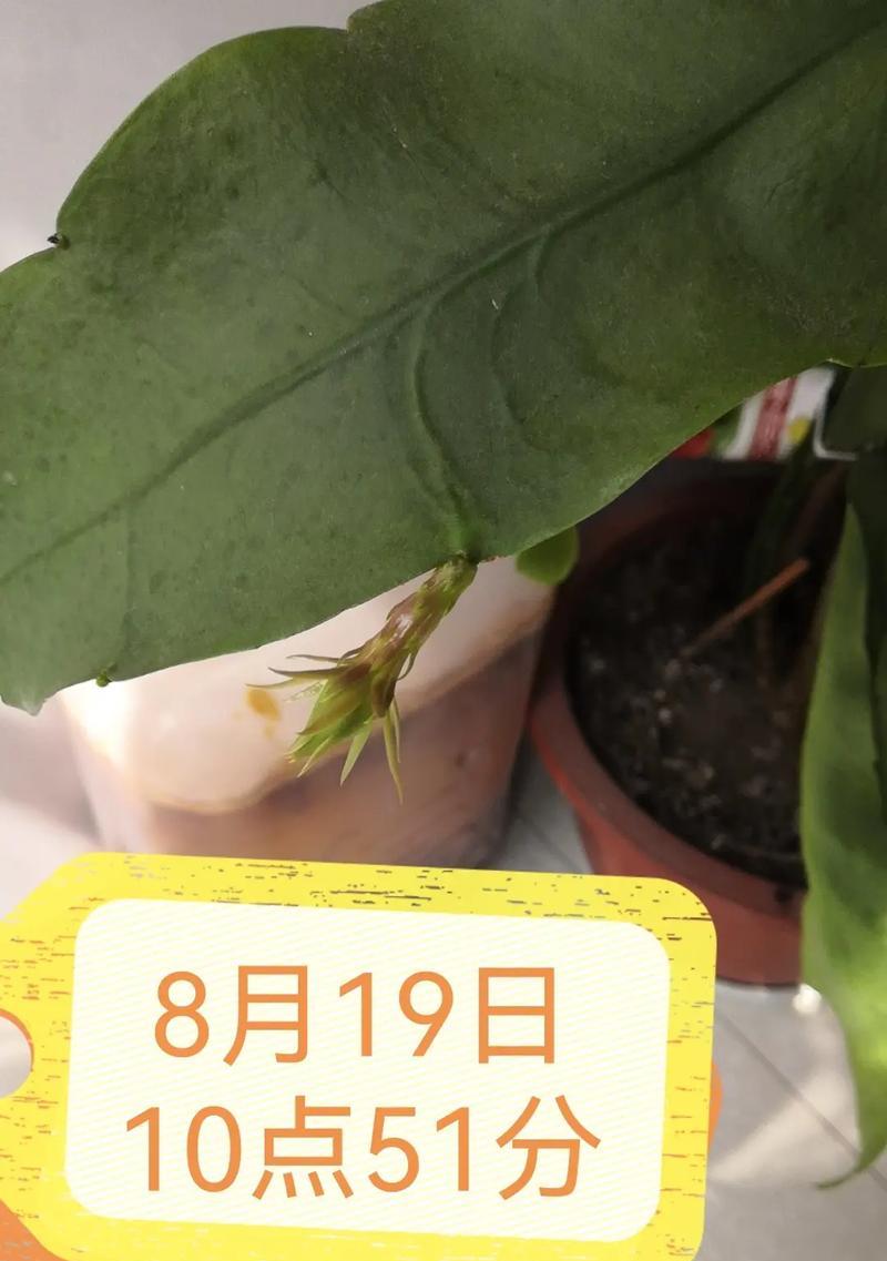 昙花需要什么养分？如何正确施肥促进昙花盛开？