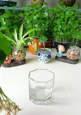 水培植物的固定方法是什么？怎样才能稳固水培植物？