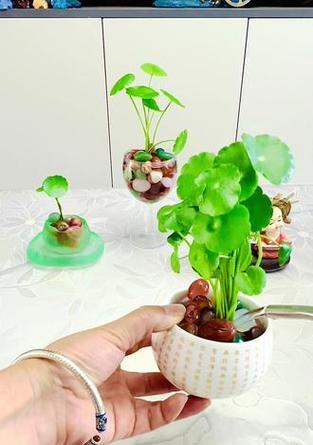 水培植物的固定方法是什么？怎样才能稳固水培植物？
