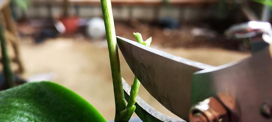 蝴蝶兰分枝方法有哪些？怎样促进分枝生长？