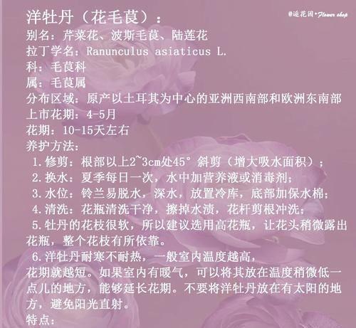 洋牡丹的养殖技巧是什么？