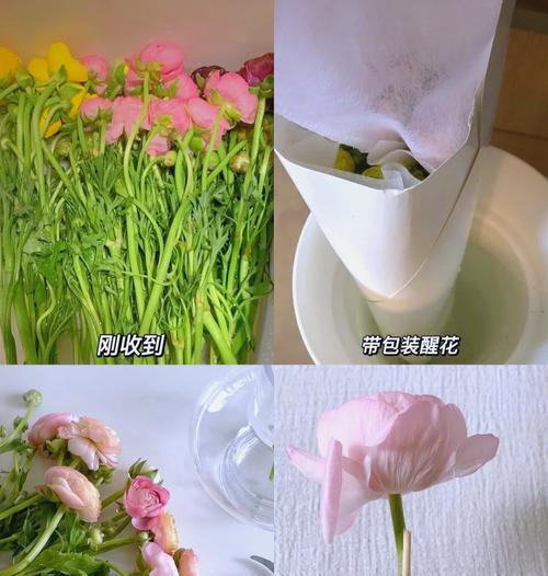 洋牡丹的养殖技巧是什么？