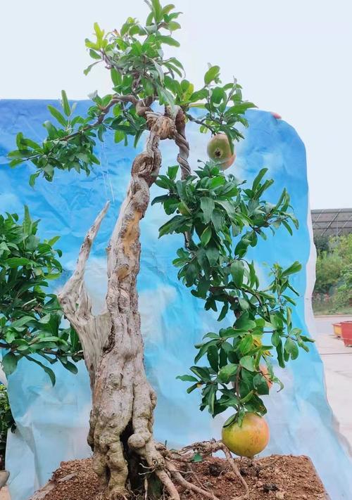 盆景石榴有哪些品种？如何打造美观的盆景石榴？