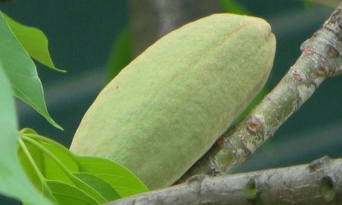 木棉花叶子的形状是什么样的？木棉花叶子的特点？