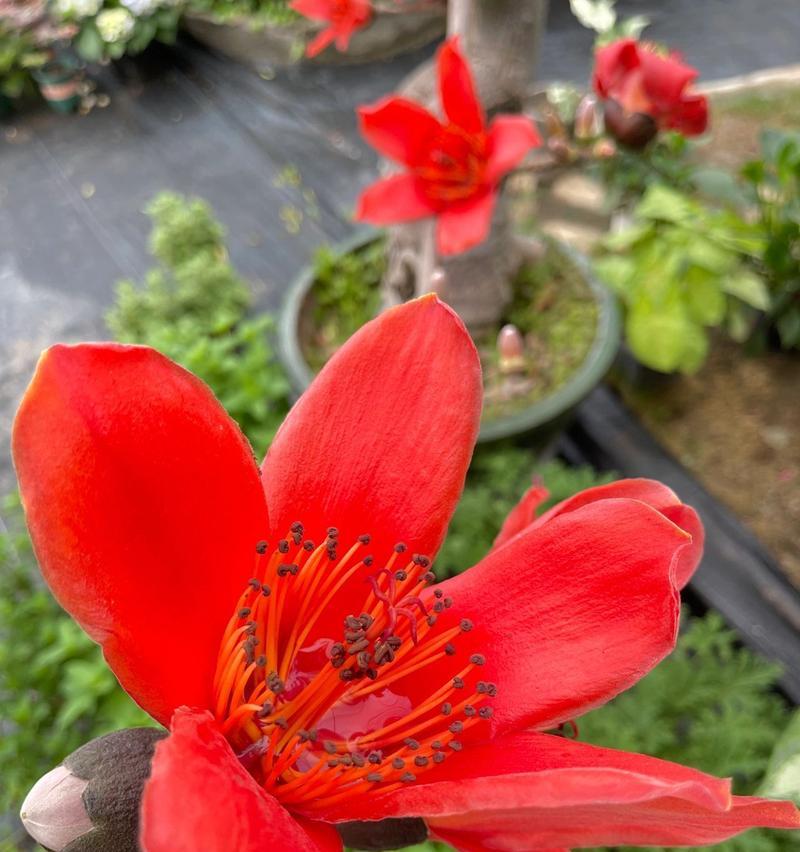 木棉花叶子的形状是什么样的？木棉花叶子的特点？