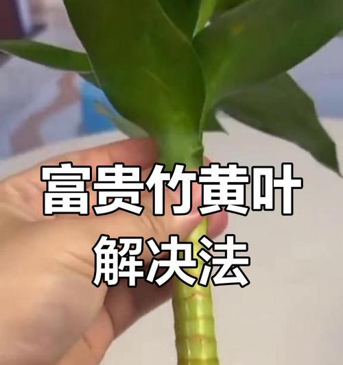 富贵竹根部发黄？如何进行有效处理？