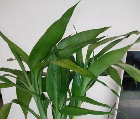富贵竹根部发黄？如何进行有效处理？