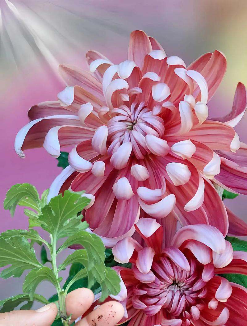 观赏菊花有多少种品种？如何区分观赏菊花的品种？