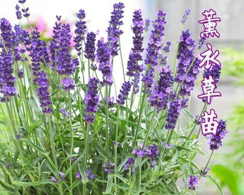 薰衣草盆栽需要注意什么？如何确保薰衣草盆栽成功？