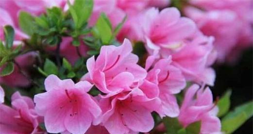 杜鹃花有几个品种？如何选择最适合的杜鹃花？