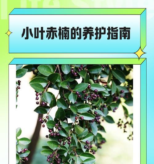 赤楠的浇水频率和方法是什么？