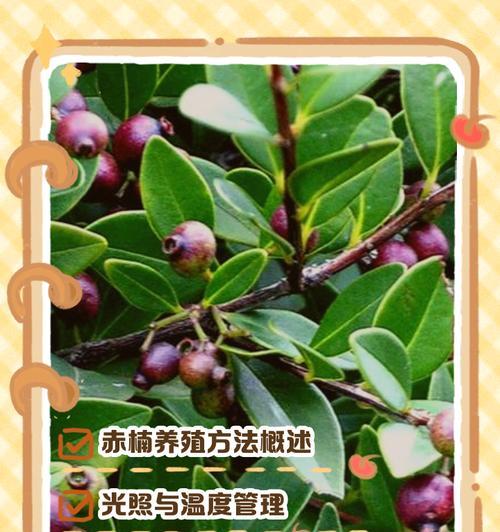 赤楠的浇水频率和方法是什么？