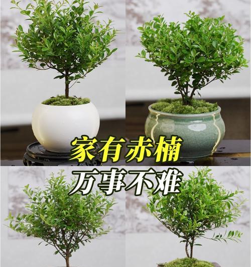 赤楠的浇水频率和方法是什么？