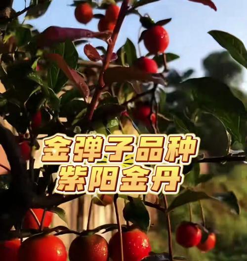 金弹子品种有哪些？如何选择最适合的金弹子？