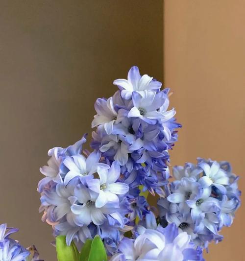 花有哪些种类？花卉的分类及其观赏价值是什么？