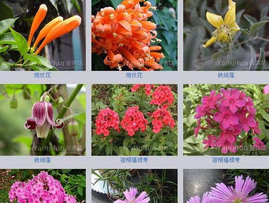 花有哪些种类？花卉的分类及其观赏价值是什么？