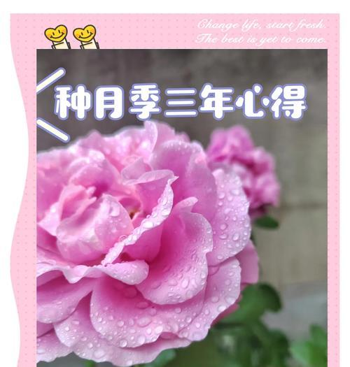 月季种植的正确步骤和注意事项有哪些？