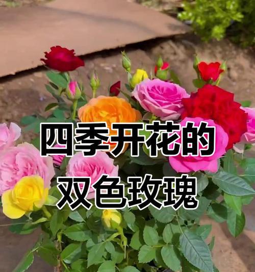 玫瑰花的开花季节是什么时候？