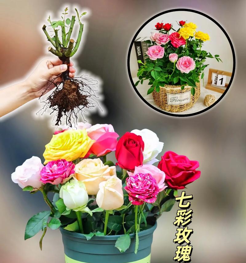 玫瑰花的开花季节是什么时候？