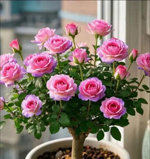 玫瑰花的开花季节是什么时候？