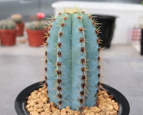 仙人柱的养殖方法和常见问题解答？