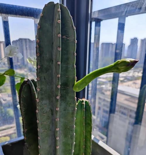 仙人柱的养殖方法和常见问题解答？