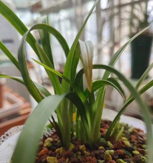 花土的成分和作用是什么？如何选择适合不同植物的花土？