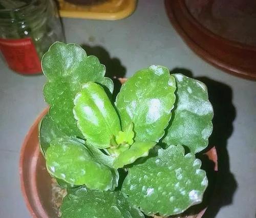 长寿花叶子发黄是什么原因？