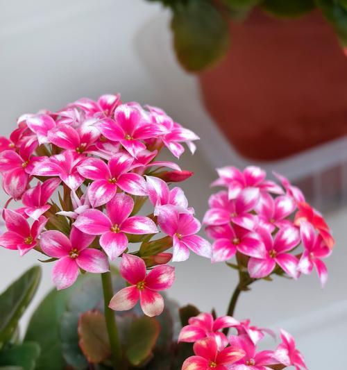 长寿花叶子发黄是什么原因？