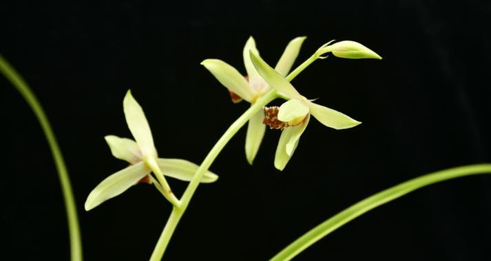 赠送兰花通常象征着什么？