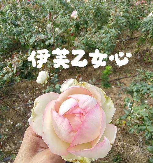 月季花有哪些品种名称？各品种的特点是什么？