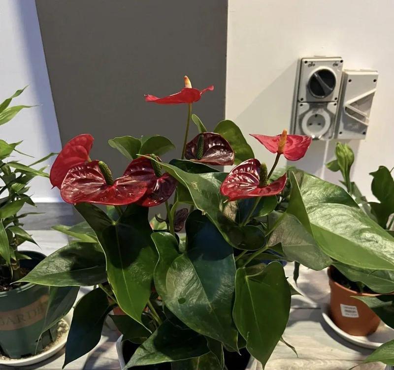 转运花有哪些？转运花的寓意是什么？