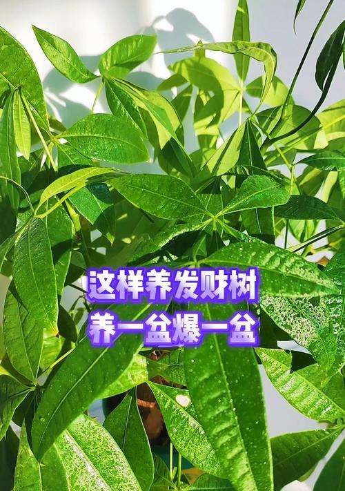发财树的正确养殖方法是什么？