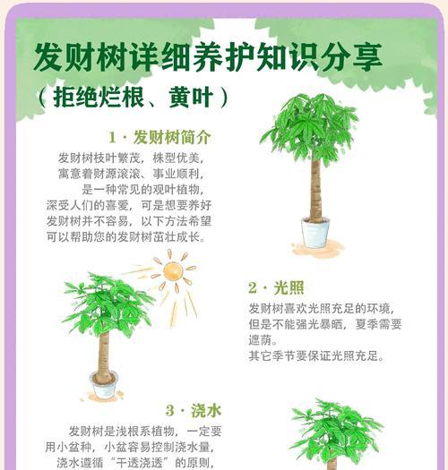 发财树的正确养殖方法是什么？