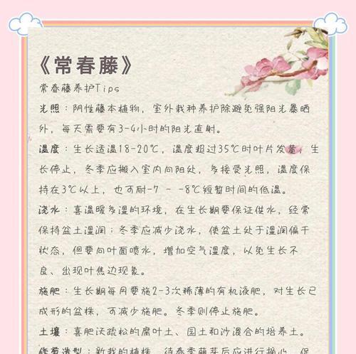 常春藤养护技巧是什么？如何保持其健康生长？