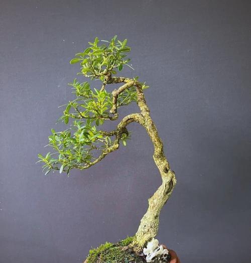 提根盆景制作方法？如何打造完美根系？