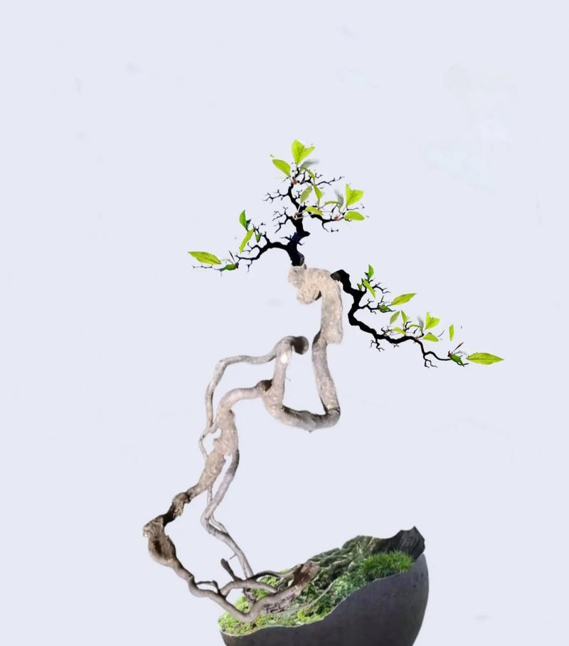 提根盆景制作方法？如何打造完美根系？