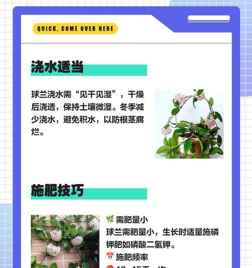 兰草养护有哪些常见问题？