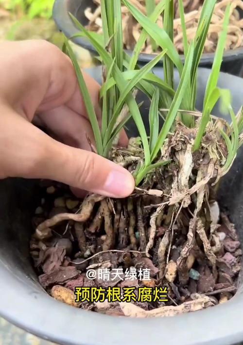 兰草养护有哪些常见问题？