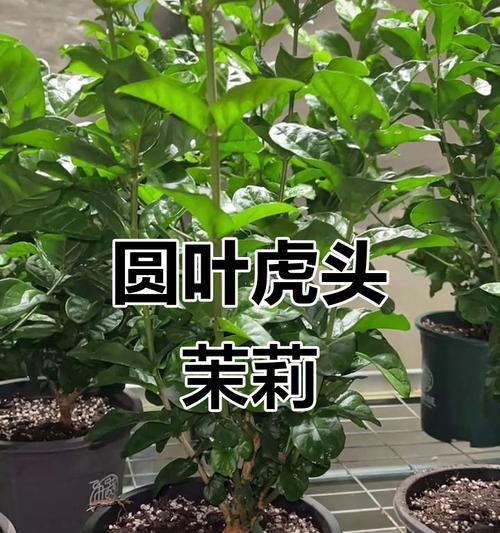 圆形叶子的花有哪些？
