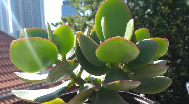玉树品种有哪些？玉树的种植和养护技巧是什么？