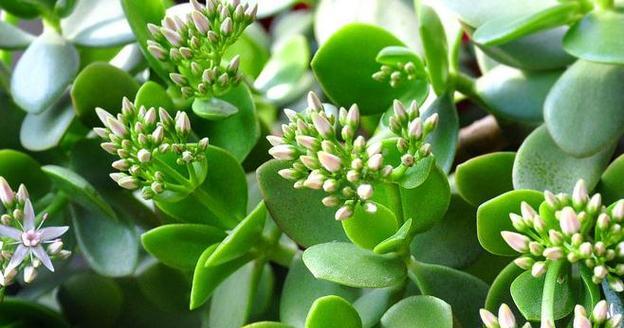 玉树品种有哪些？玉树的种植和养护技巧是什么？