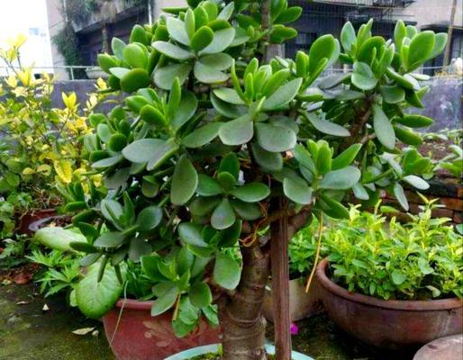 玉树品种有哪些？玉树的种植和养护技巧是什么？