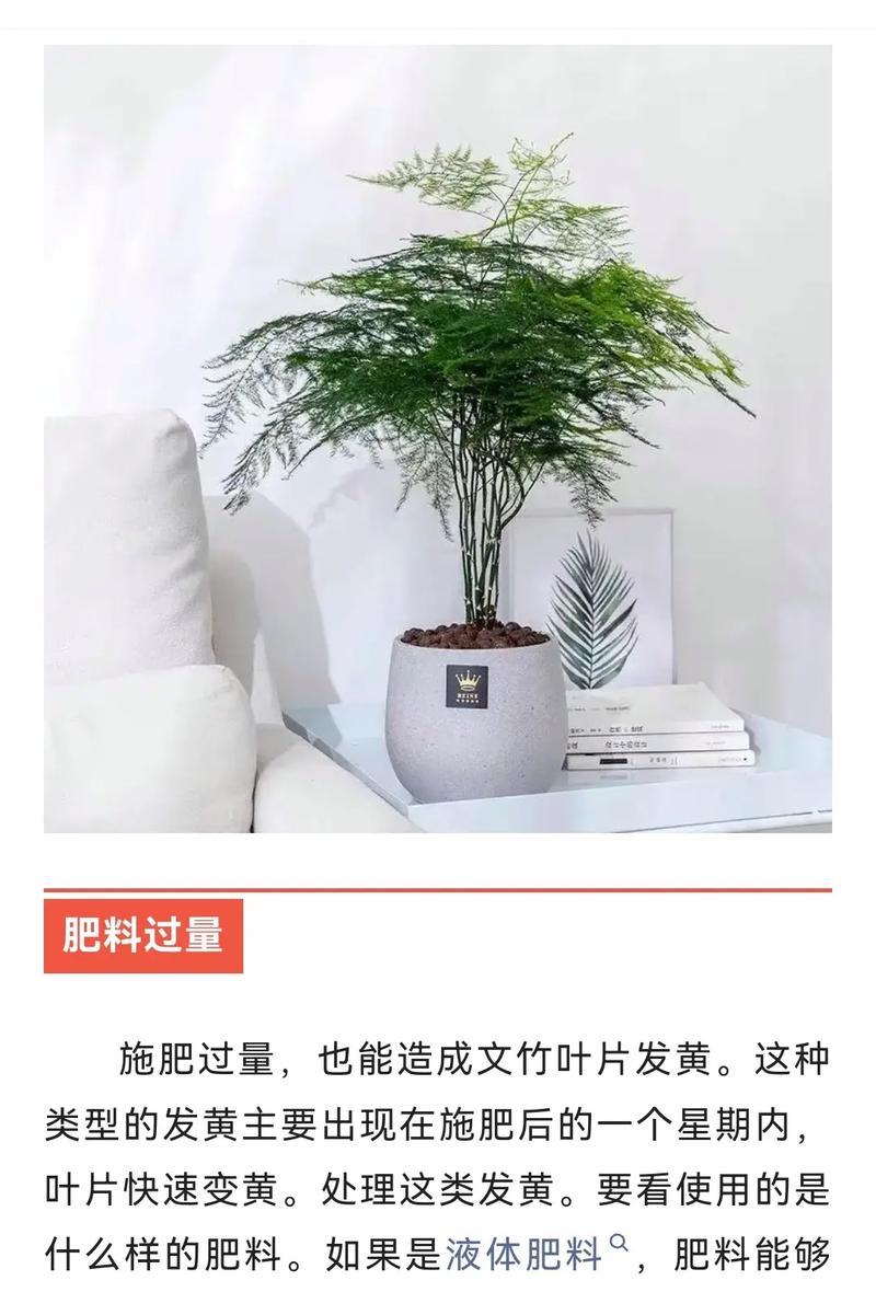 文竹叶子发黄是什么原因？如何有效解决？