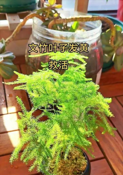文竹叶子发黄是什么原因？如何有效解决？