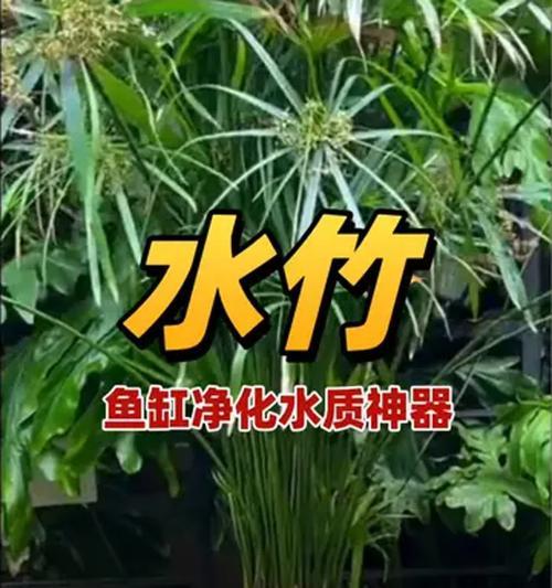 水竹种植的正确步骤是什么？