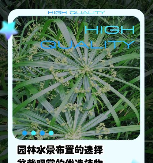 水竹种植的正确步骤是什么？