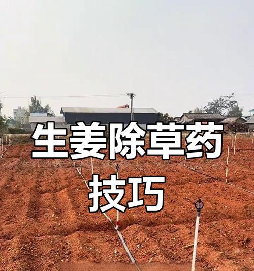 阳台种植生姜的技巧是什么？如何让生姜长得更好？