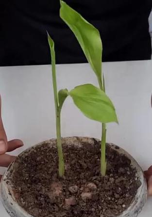 阳台种植生姜的技巧是什么？如何让生姜长得更好？